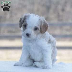Finley, Cavapoo Puppy
